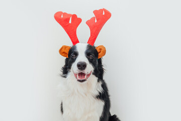 Funny studio portrait of cute smiling puppy dog border collie wearing Christmas costume red deer horns hat isolated on white background. Preparation for holiday. Happy Merry Christmas 2021 concept.