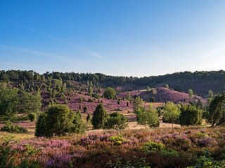 Landschaft in der L&uuml;neburger Heide am Totengrund zur Heidebl&uuml;te, Niedersachsen, Deutschland