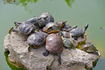 red-eared turtles basking in the sun