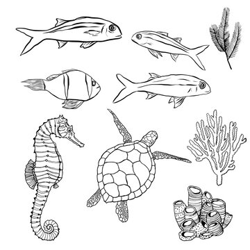 Vector underwater minimalistic set with line art animals. Hand painted fish, turtle, seahorse and coral illustrations isolated on white background. Aquatic illustration for design, print, background.