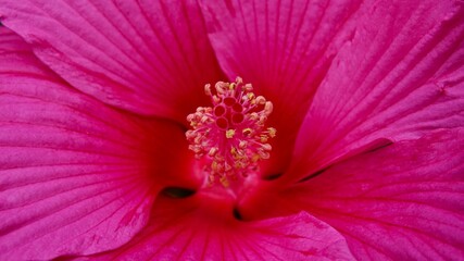 Hibiskus, Malvengewächs, roter Riesenhibiskus, Eibisch © Omm-on-tour