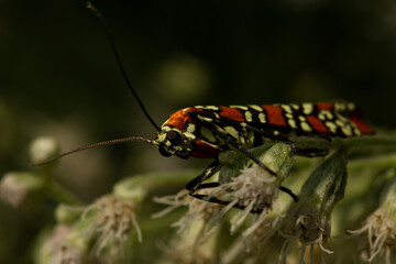 macro image of a Ailanthus Webworm Moth (Atteva Aurea) on white boneset flowers. This moth has...
