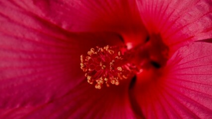 Hibiskus, Malvengewächs, roter Riesenhibiskus, Eibisch © Omm-on-tour