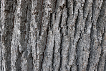 Beautiful tree surface texture. Wood background