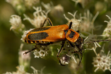 Close up macro image of an adult goldenrod soldier beetle a.k.a Pennsylvania leatherwing (Chauliognathus pensylvanicus). The orange bug is drenched into pollens as it walks over white wildflowers.
