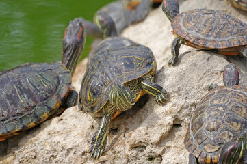 red-eared turtles basking in the sun
