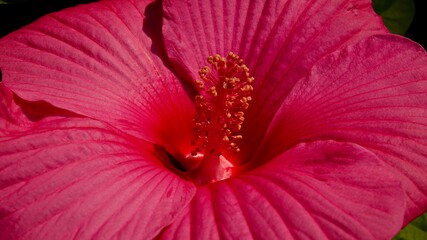 Hibiskus, Malvengewächs, roter Riesenhibiskus, Eibisch © Omm-on-tour