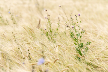 flowering weed among the ears of barley