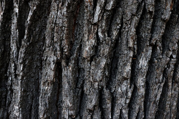 Naklejka premium Dark old cracked bark texture