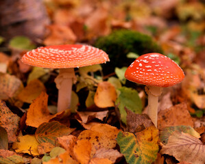 ベニテングダケ