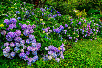 Obraz premium 紫陽花