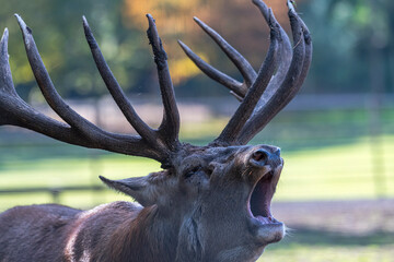 closeup of a roaring deer