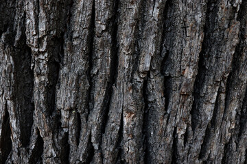 Fototapeta premium Dark bark surface texture. Wooden background