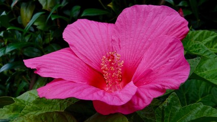Hibiskus, Malvengewächs, roter Riesenhibiskus, Eibisch © Omm-on-tour