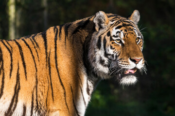 closeup of a tiger starring