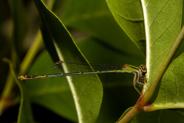 macro image of a Ischnura posita (fragile forktail) a damselfly that measures around 25 mm and is native to eastern USA. This green bodied striped insect is eating a stilt legged fly on a leaf petiole