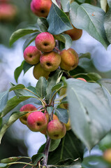 apples on a branch