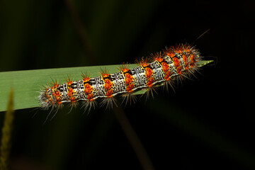 Close up macro lens image of Lymantria dispar dispar (Gypsy moth caterpillar) that has white cylindrical body with red warts and torn like spikes. This is a very dangerous invasive bug in USA