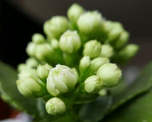 white green ka lok flower