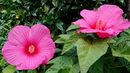 Hibiskus, Malvengewächs, roter Riesenhibiskus, Eibisch © Omm-on-tour