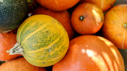 Pumpkins and Squash at Farmers Market for Sale in Autumn Fall Season