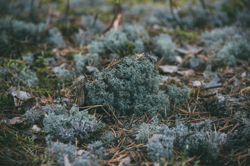 moss covered with moss