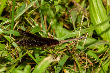 A full length close up macro lens image of an adult Carolina mantis  in grassland. Image shows details of its compound eye, dark wings, and legs