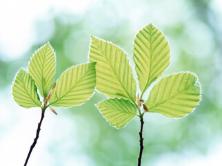 ブナの若葉