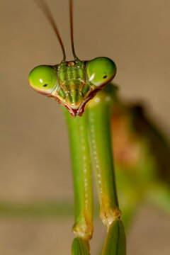 A head shot close up macro lens image of an adult Chinese mantis (Tenodera sinensis) on a plant. Image shows details of its compound eye, mouth pieces and antenna as well as parts of its powerful arm