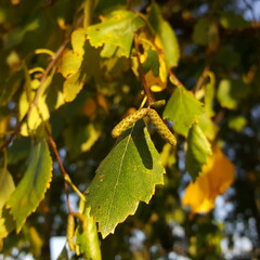 Naklejka premium Close-up of birch catkins against the background of the autumn foliage of a birch crown in the yellow light of the golden hour.