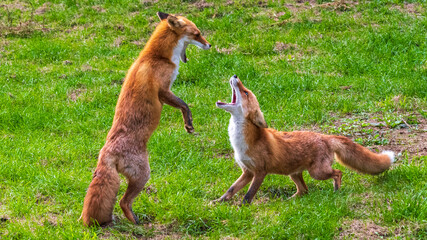 Fototapeta premium キタキツネ じゃれあい