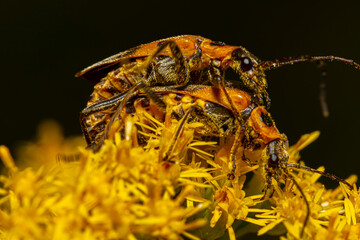 Close up macro image of mating goldenrod soldier beetles a.k.a Pennsylvania leatherwing (Chauliognathus pensylvanicus). The orange bugs are drenched in pollens of canada goldenrod flowers.