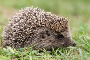 hedgehog on the grass