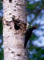 クマゲラの親子