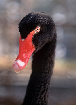 黒鳥」の写真素材 | 403件の無料イラスト画像 | Adobe Stock