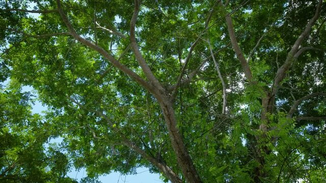 Tree is waving by soft wind in natural. Beautiful sun shines through foliage. "Rain
Tree East Indian Walnut" or "Samanea saman".