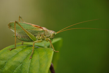 Green grasshopper on a branch close up