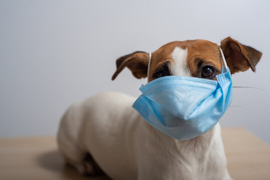 Jack Russell Terrier Dog Wearing A Medical Mask During The Spread Of The Coronavirus