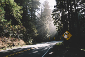 Lonely route among green trees