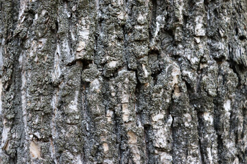 Beautiful bark texture. Old crack and scratched wooden background