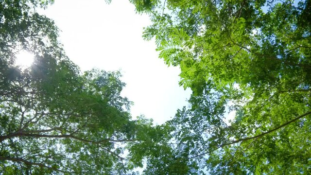 Looking up and panning left shot on Tree, POV view. Beautiful Sun's light through tops of trees, sun shines through foliage. "Rain
Tree East Indian Walnut" or "Samanea saman".