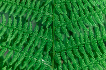 Fern in the forest close-up. Background of leaves.
