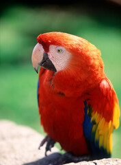 コンゴウインコ