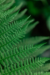 Fern in the forest close-up. Background of leaves.