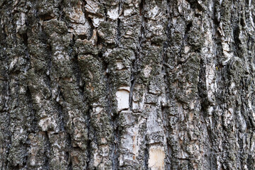 Beautiful tree surface background. Wooden texture