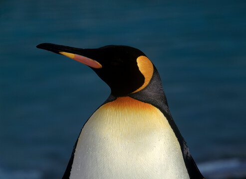 159 Best オオサマペンギン Images Stock Photos Vectors Adobe Stock