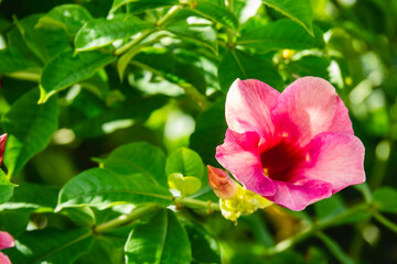 Purple allamanda
, (Allamanda blanchetii A.DC.) Petals are purple-pink, the morning sun shines on the back, drips of water on the petals, leaves blur in the background.