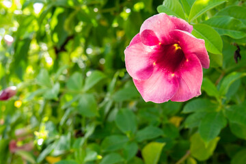 Purple allamanda
, (Allamanda blanchetii A.DC.) Petals are purple-pink, the morning sun shines on the back, drips of water on the petals, leaves blur in the background.