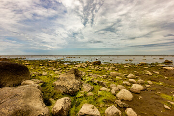 Saint Petersburg winter palace bay. Seagulls in the swamp. The bay
