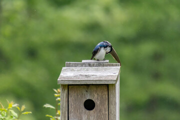 Beautiful blue tree swallow (Tachycineta bicolor) preens its feathers on top of a wooden nest box against a green background in Houston Meadow, Wissahickon Valley Park, Philadelphia, Pennsylvania, USA